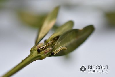 Lepinox Plus – 1kg