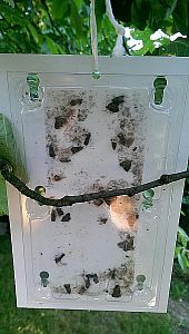 Monitorovací past na obaleče jablečného (Cydia pomonella) - 2ks