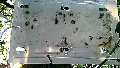 Monitorovací past na obaleče švestkového (laspeyresia funebrana) -2ks