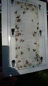 Monitorovací past na obaleče švestkového (laspeyresia funebrana) -2ks