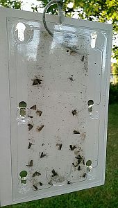 Monitorovací past na obaleče švestkového (laspeyresia funebrana) -2ks