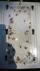 Monitorovací past na obaleče švestkového (laspeyresia funebrana) -2ks