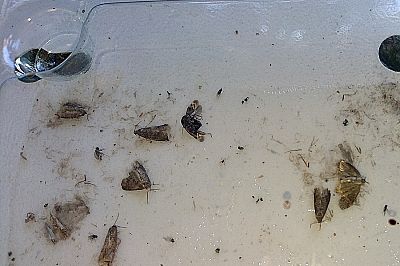 Monitorovací past na obaleče švestkového (laspeyresia funebrana) -2ks