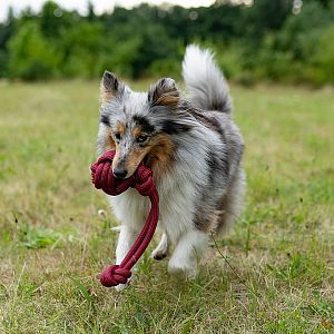 Pešek pro psa HAMER, koule