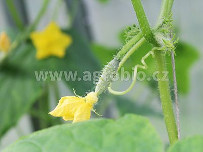 Plodová zelenina (INPORO) 100 ml koncentrát