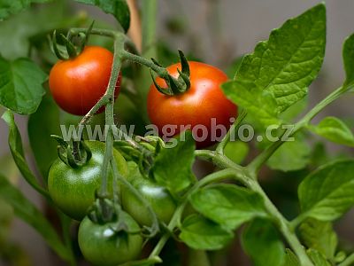 Plodová zelenina (INPORO) 100 ml koncentrát