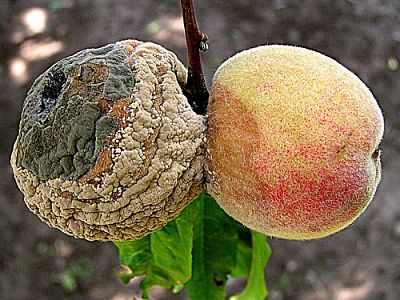 Postřik proti plísním a moniliové spále INPORO Red Block - 50 ml