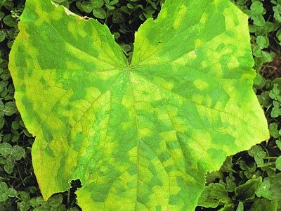 Postřik proti plísním a moniliové spále INPORO Red Block - 50 ml