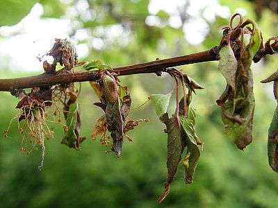 Postřik proti plísním a moniliové spále INPORO Red Block - 50 ml