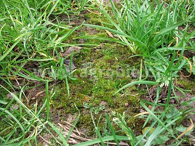 Proti mechu v trávníku (INPORO) 750 ml