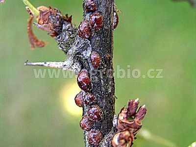 Proti mšicím a sviluškám (INPORO PS) koncentrát 100 ml