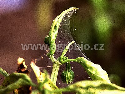 Proti mšicím a sviluškám (INPORO PS) koncentrát 100 ml