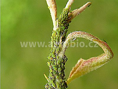 Proti mšicím a sviluškám (INPORO PS) koncentrát 100 ml