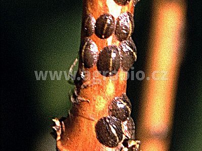 Proti mšicím a sviluškám (INPORO PS) koncentrát 100 ml