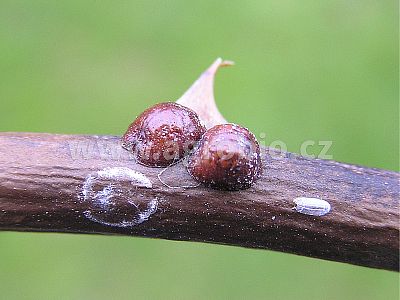 Proti mšicím a sviluškám (INPORO PS) koncentrát 100 ml
