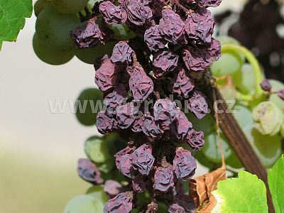 Proti suchu (INPORO) 100 g