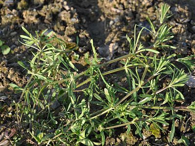 Toutatis DamTec 2x24g