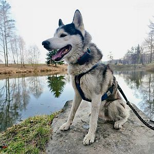 Tracker pro psy DOG GPS ultra