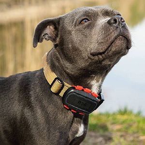 Tracker pro psy DOG GPS ultra