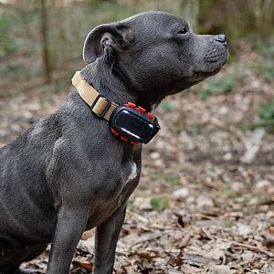 Tracker pro psy DOG GPS ultra