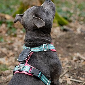 Tracker pro psy DOG GPS ultra