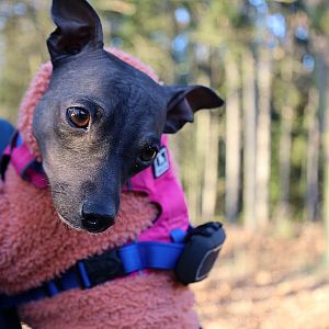 Tracker pro psy DOG GPS ultra