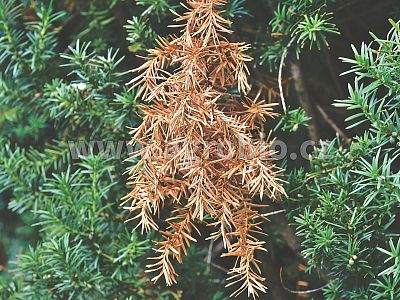 TRUMF draselné hnojivo Vinasse PRO PLOD A KVĚT 1 kg