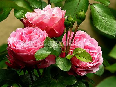 TRUMF okrasné rostliny 1 kg