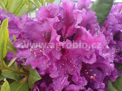 Trumf - Rododendrony 1 kg