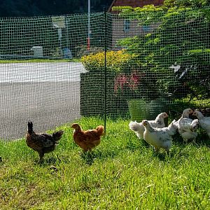 Univerzální nevodivá síť ochrání vaši drůbež