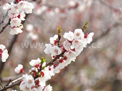 ZDRAVÁ meruňka - souprava proti moniliové spále a k ochraně květů proti mrazu
