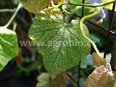 ZDRAVÁ okurka - odolnost okurek 1x50 ml + 1x50 ml