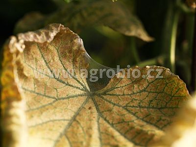 ZDRAVÁ okurka - odolnost okurek 1x50 ml + 1x50 ml