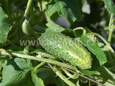 ZDRAVÁ okurka - odolnost okurek 1x50 ml + 1x50 ml