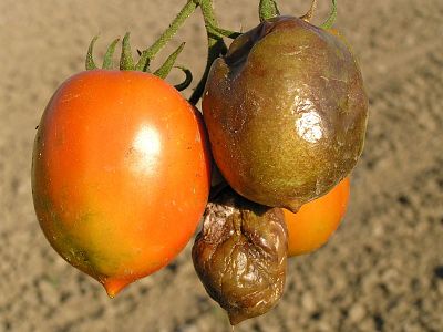 ZDRAVÉ rajče Plus - souprava 1x20 ml + 1x50 ml