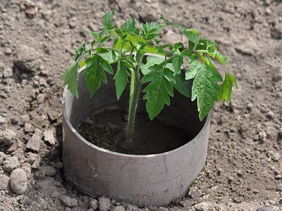 ZDRAVÉ rajče Plus - souprava 1x20 ml + 1x50 ml