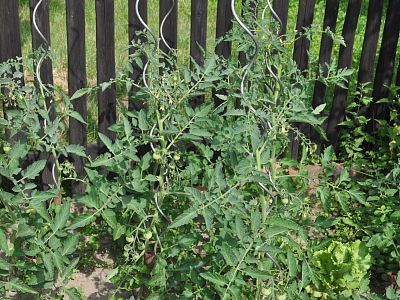 ZDRAVÉ rajče Plus - souprava 1x20 ml + 1x50 ml