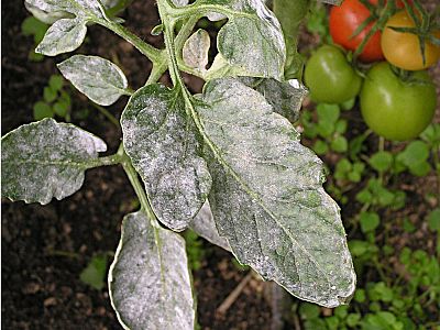 ZDRAVÉ rajče Plus - souprava 1x20 ml + 1x50 ml