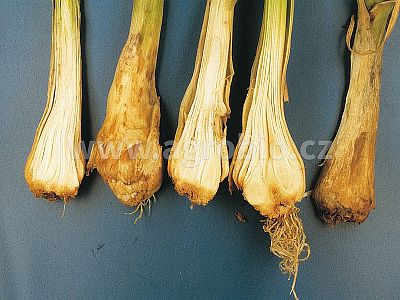 Zdravý česnek Plus - pro máčení sadby 10 g + 50 ml