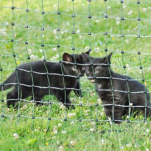 Zelená síť STANDARD pro elektrický ohradník pro psy, králíky, kočky, výška 65 cm, 25 m, 1 hrot