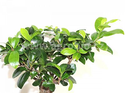 Zelené pokojové rostliny (INPORO) 250 ml rozprašovač