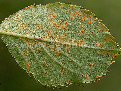 Zelené pokojové rostliny (INPORO) 250 ml rozprašovač