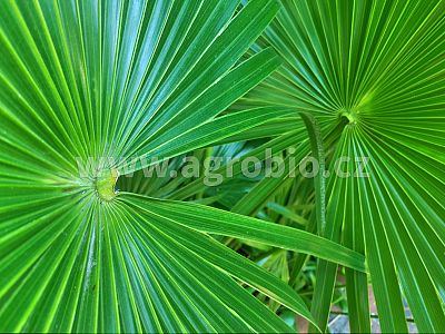 Zelené pokojové rostliny (INPORO) 250 ml rozprašovač