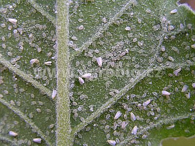 Zelené pokojové rostliny (INPORO) 250 ml rozprašovač