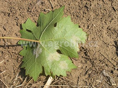 Zorvec Vinabel 25 ml