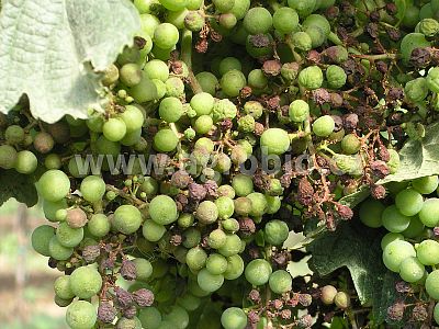 Zorvec Vinabel 25 ml